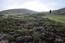 Caminhando em Carcass Island, no noroeste das Ilhas Malvinas